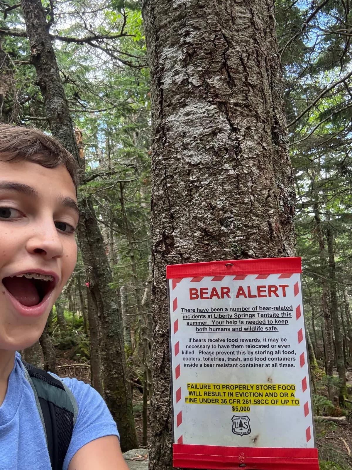 Bear sighting: Bear alert white mountains