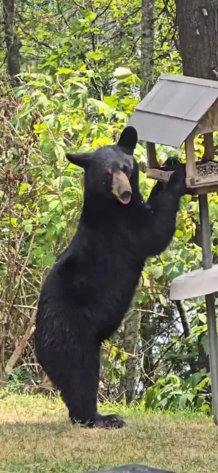 Bear sighting: Bird Bear