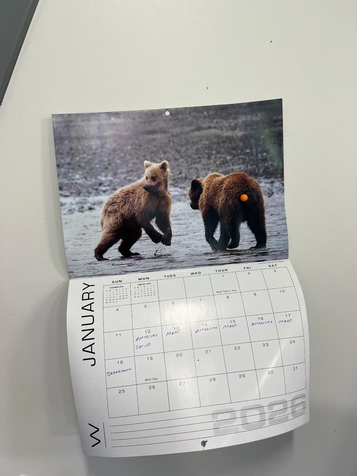 Bear sighting: Hemorrhoid bear